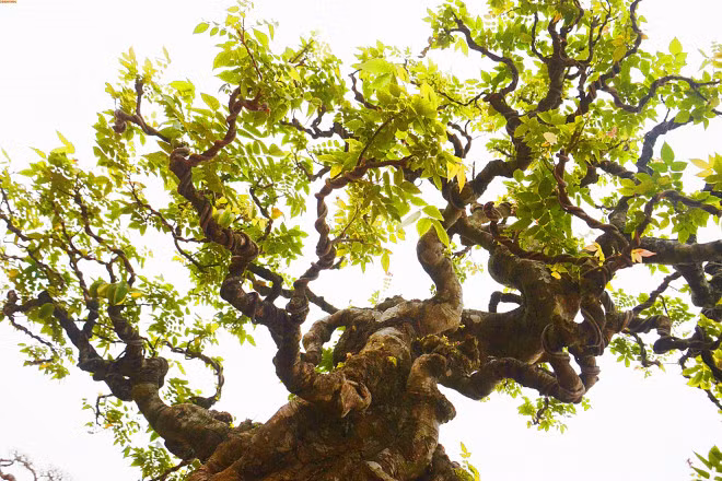 Cay khe co dang khung, dai gia tra 6 ty chu nhan khong ban-Hinh-3