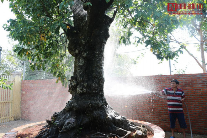 Cay khe co dang khung, dai gia tra 6 ty chu nhan khong ban-Hinh-5