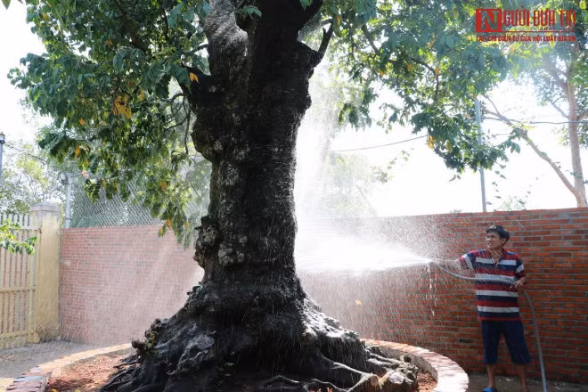 Cay khe co dang khung, dai gia tra 6 ty chu nhan khong ban-Hinh-5