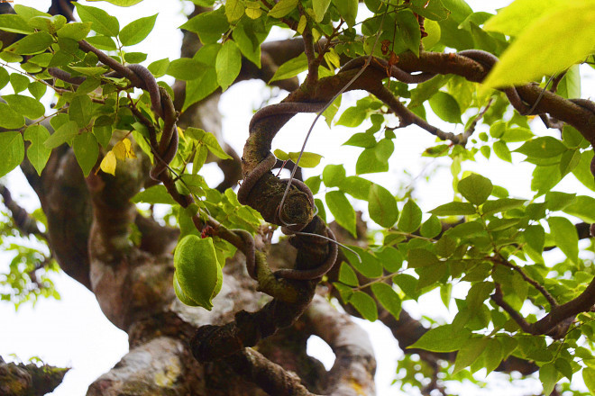 Cay khe co dang khung, dai gia tra 6 ty chu nhan khong ban-Hinh-4