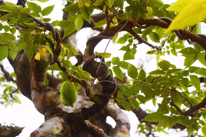 Cay khe co dang khung, dai gia tra 6 ty chu nhan khong ban-Hinh-4