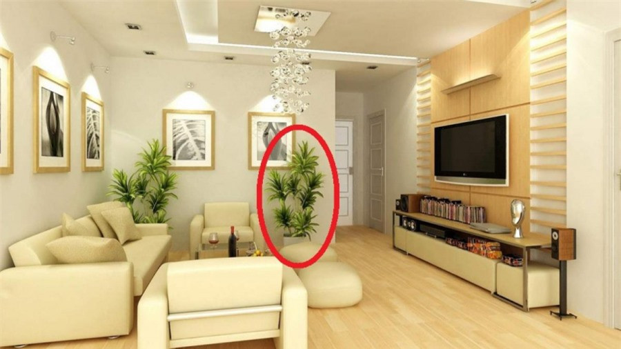 4 loại cây phá nát phong thủy, tuyệt đối không đặt trong nhà - Hình 2 4 loai cay pha nat phong thuy, tuyet doi khong dat trong nha-Hinh-2