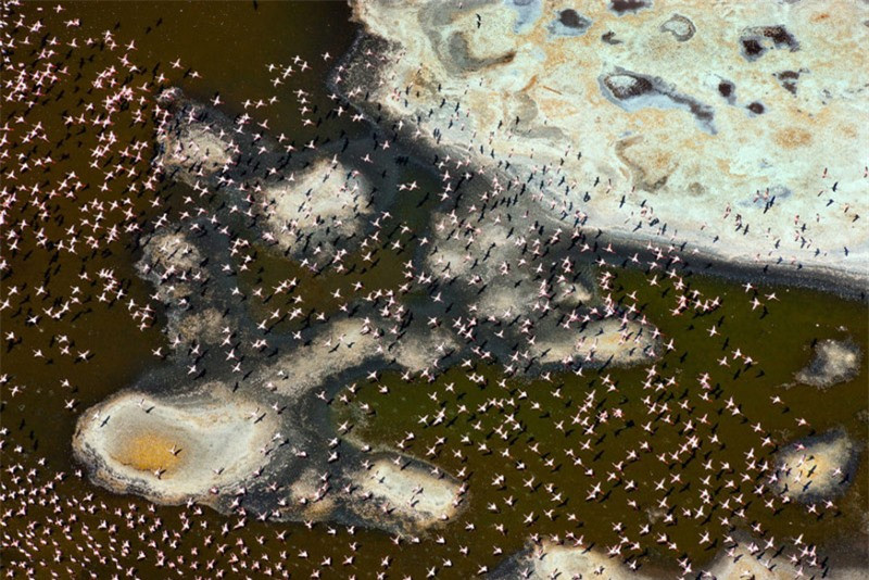Đàn chim hồng hạc bay trên hồ Bogoria, Kenya.