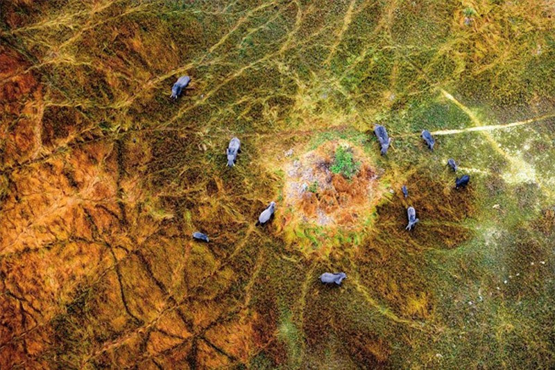 àn voi trong công viên động vật hoang dã Moremi, Cộng hòa Botswana. 