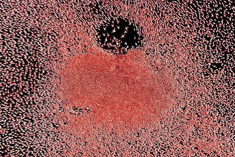 Hàng nghìn con chim hồng hạc tạo thành một thảm màu hồng ấn tượng trên mặt hồ Bogoria ở Kenya.