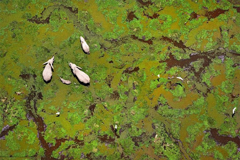 Những con voi lội dưới đầm lầy ở vườn quốc gia Amboseli, Kenya.