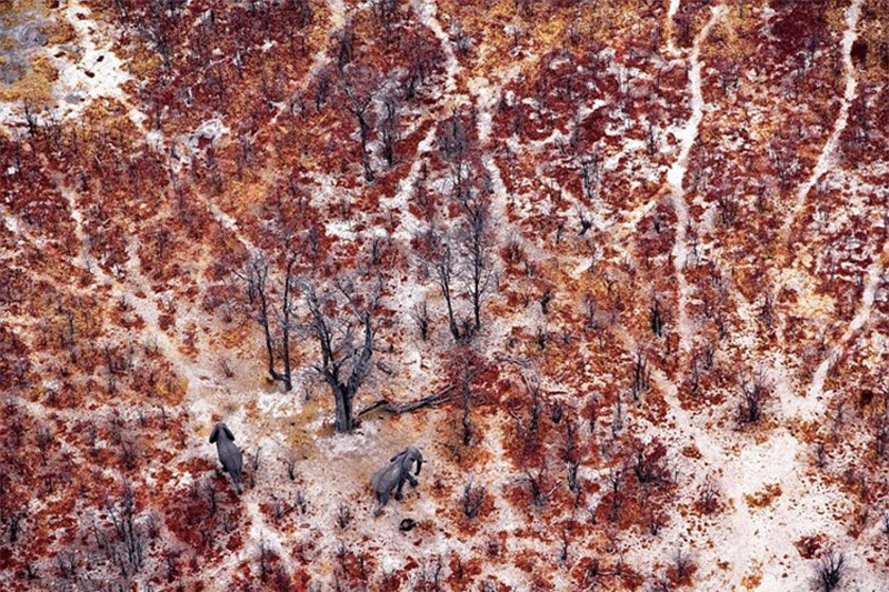 Cặp voi đi qua một khu rừng tại công viên động vật hoang dã Moremi ở Cộng hòa Botswana.