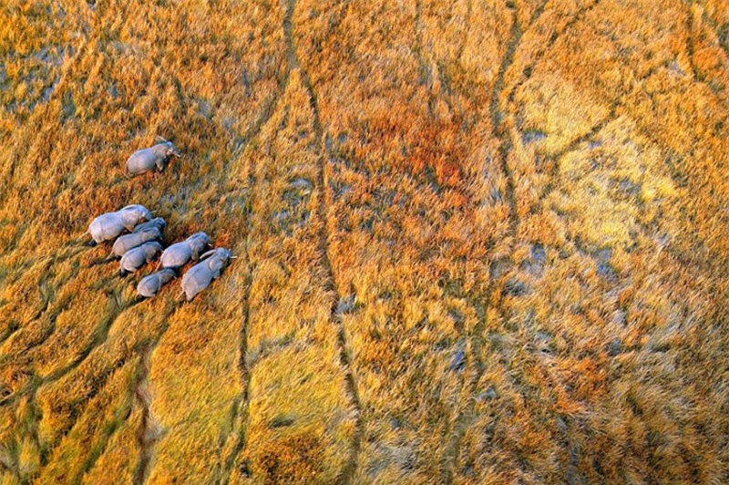 Đàn voi di chuyển qua cánh đồng cỏ khô tại vùng đồng bằng Okavango, Cộng hòa Botswana.