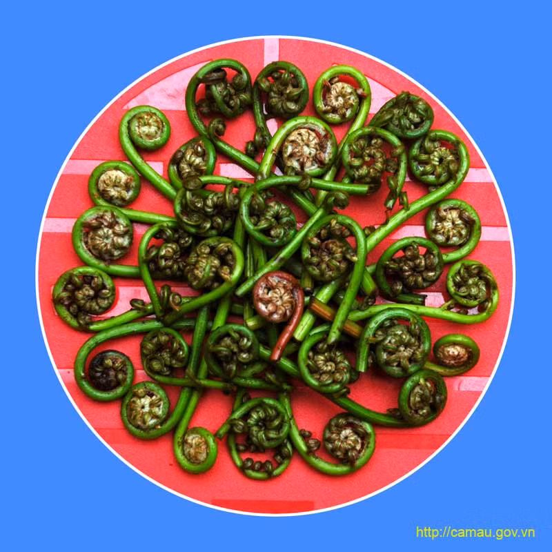 Rau rung mot thoi cuu doi nay thanh dac san-Hinh-2