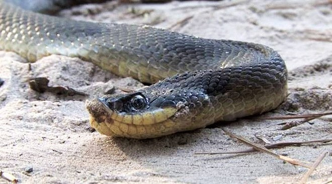 Loài rắn "thây ma" chuyên lăn đùng giả chết, còn biết phun máu như đóng phim - Hình 8 Loai ran