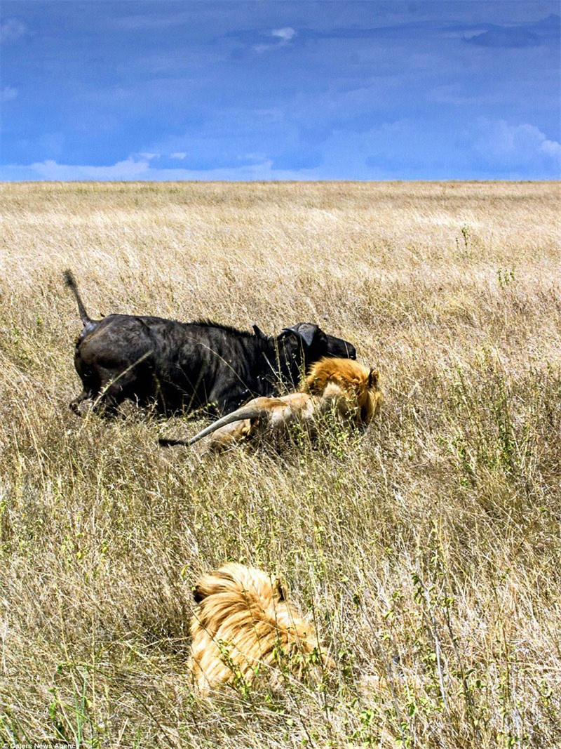 Lúc đầu, 2 con sư tử thấy trâu rừng "đơn thương độc mã" nên liền lao lại tấn công.