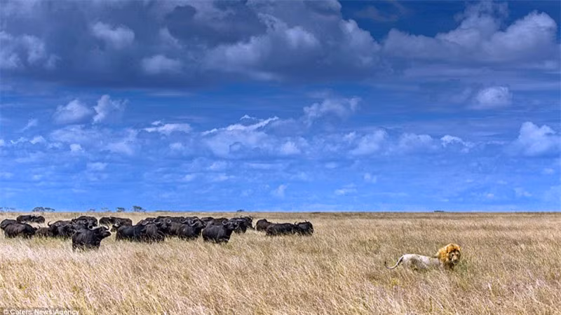 Thấy không thể làm gì được đàn trâu rừng nên sư tử đành đề bụng đói quay về. 