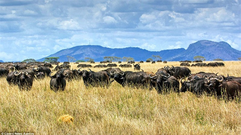 Nó sợ hãi đến mức phải núp xuống bụi cỏ.