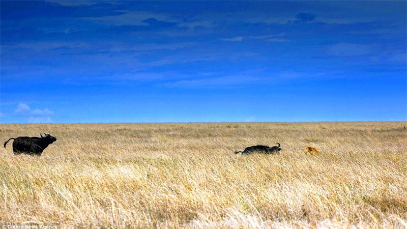 Ngay lập tức, con trâu rừng đã tấn công ngược lại sư tử.