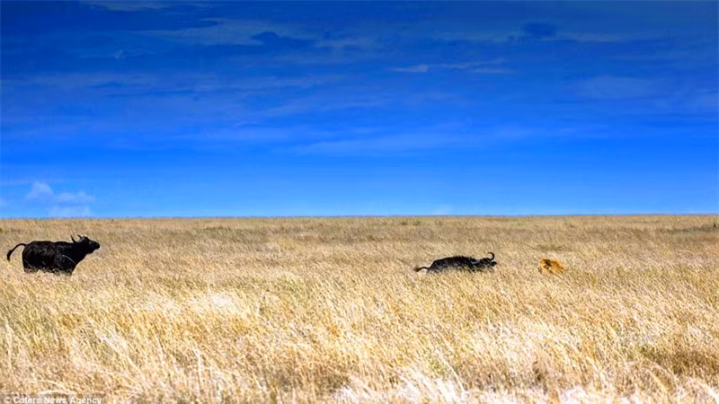 Ngay lập tức, con trâu rừng đã tấn công ngược lại sư tử.