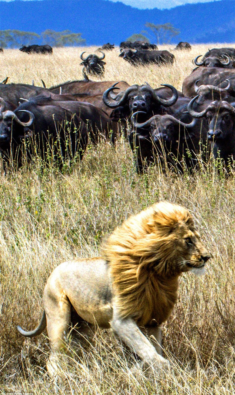 Chúng lập tức lao lại xua đuổi sư tử.