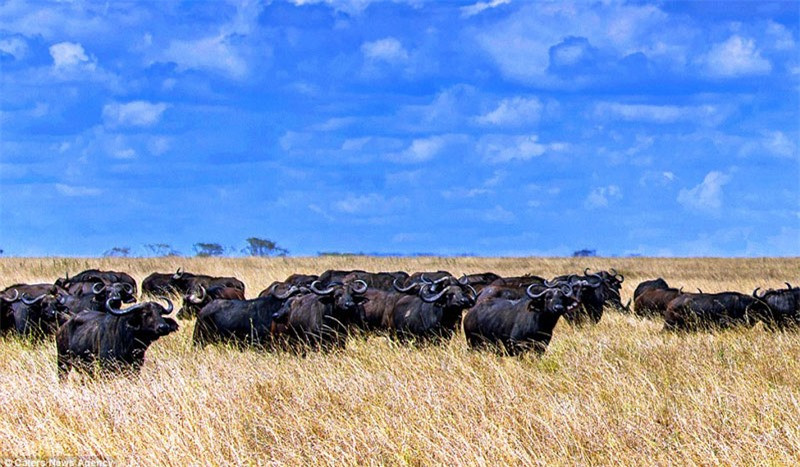 Đàn trâu rừng đứng nhìn đồng loại truy đuổi kẻ săn mồi.