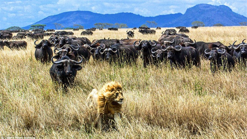 Ánh mắt hoảng hốt của sư tử khi bị đàn trâu rừng tấn công.