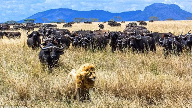Ánh mắt hoảng hốt của sư tử khi bị đàn trâu rừng tấn công.