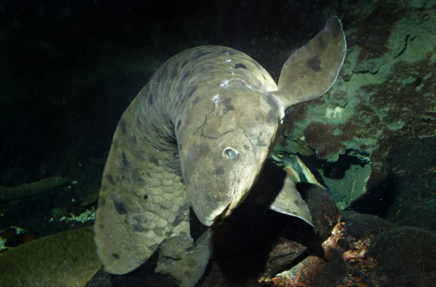 Loai ca hit tho duoc khong khi nhu nguoi ma khong chet?-Hinh-2