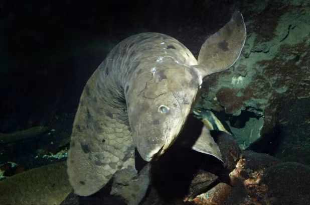 Loai ca hit tho duoc khong khi nhu nguoi ma khong chet?-Hinh-2