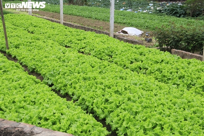 Theo ghi nhận của phóng viên, nhiều diện tích rau ở Tây Tựu do không được thu hoạch nên đã quá lứa, thối hỏng, nông dân bất đắc dĩ chọn giải pháp phá bỏ ngay tại ruộng để làm phân bón hoặc đem về chăn nuôi gia súc, gia cầm.