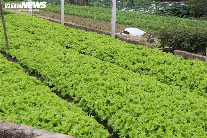 Theo ghi nhận của phóng viên, nhiều diện tích rau ở Tây Tựu do không được thu hoạch nên đã quá lứa, thối hỏng, nông dân bất đắc dĩ chọn giải pháp phá bỏ ngay tại ruộng để làm phân bón hoặc đem về chăn nuôi gia súc, gia cầm.