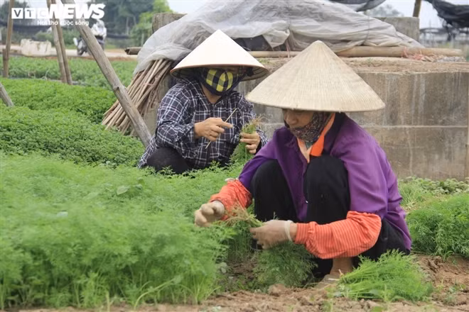 Bà Xuân - người trồng rau ở Tây Tựu cho biết, từ sau Tết đến nay, thương lái không thu mua hàng khiến giá rau thì là giảm sâu, thậm chí cho không cũng không ai lấy. Nguyên nhân là bởi các quán ăn, nhà hàng ở Hà Nội phần lớn đang tạm thời đóng cửa, dừng hoạt động để phòng dịch COVID-19.