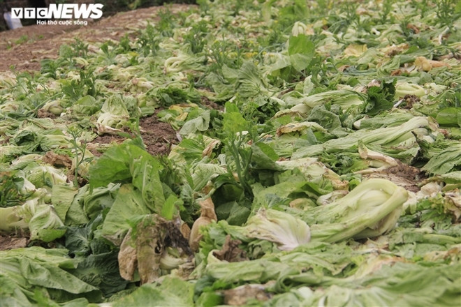 Ha Noi: Rau xanh re nhu beo, nong dan bo day dong lam phan bon-Hinh-2