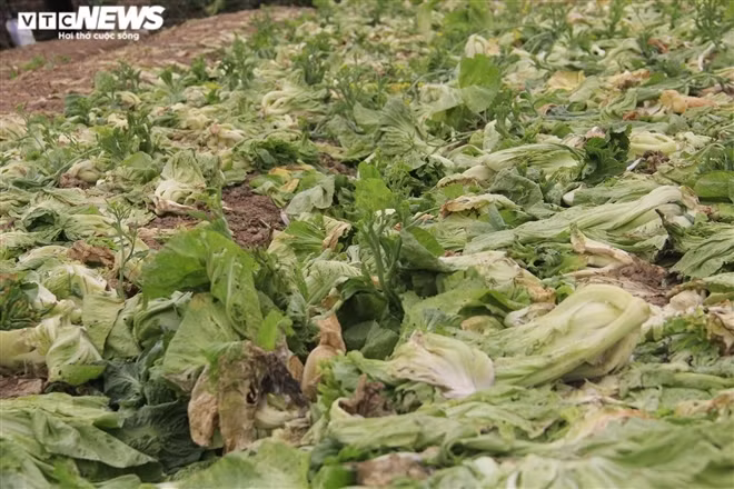 Ha Noi: Rau xanh re nhu beo, nong dan bo day dong lam phan bon-Hinh-2