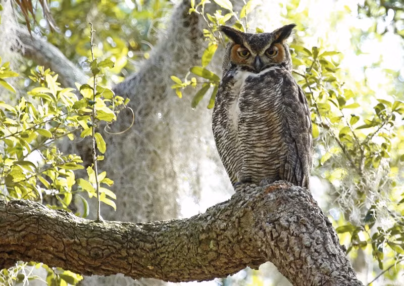 Nhung loai chim ky di va nguy hiem nhat the gioi-Hinh-5