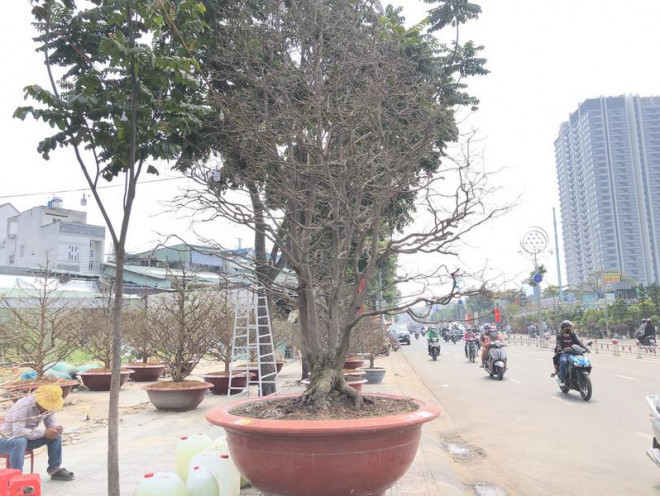 Ngam cu mai ngu phuc hon tram tuoi gia 1,9 ti o TP.HCM