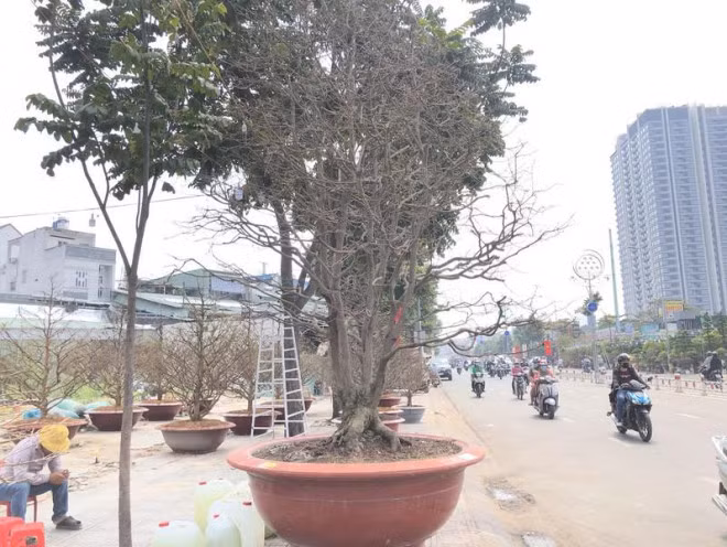 Ngam cu mai ngu phuc hon tram tuoi gia 1,9 ti o TP.HCM