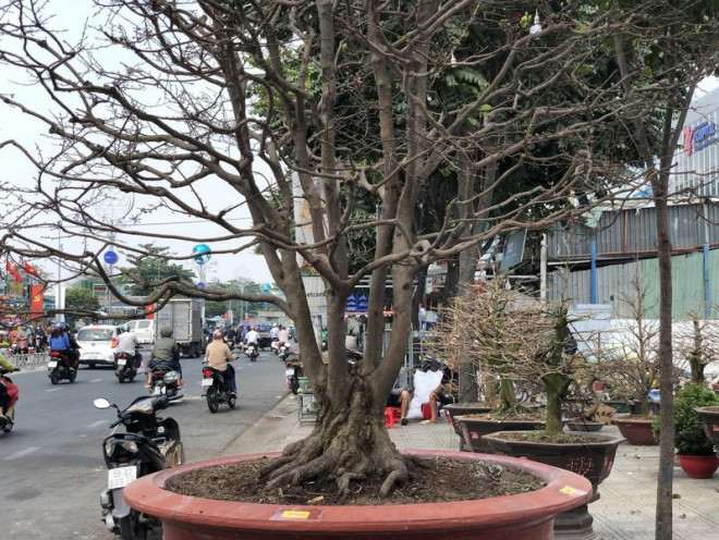 Ngam cu mai ngu phuc hon tram tuoi gia 1,9 ti o TP.HCM-Hinh-2