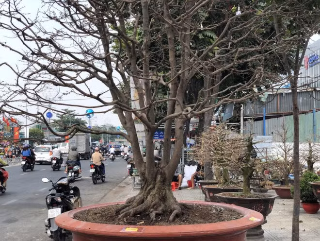 Ngam cu mai ngu phuc hon tram tuoi gia 1,9 ti o TP.HCM-Hinh-2