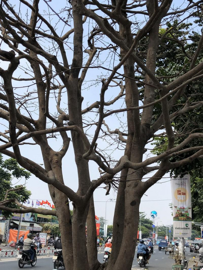 Ngắm cụ mai ngũ phúc hơn trăm tuổi giá 1,9 tỉ ở TP.HCM - Hình 4 Ngam cu mai ngu phuc hon tram tuoi gia 1,9 ti o TP.HCM-Hinh-4