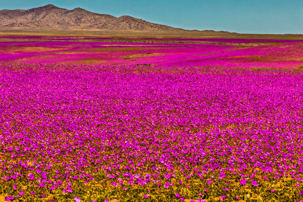 Sa mac bong ruc ro canh dong hoa cam quy, sau hang the ki khong mua-Hinh-5