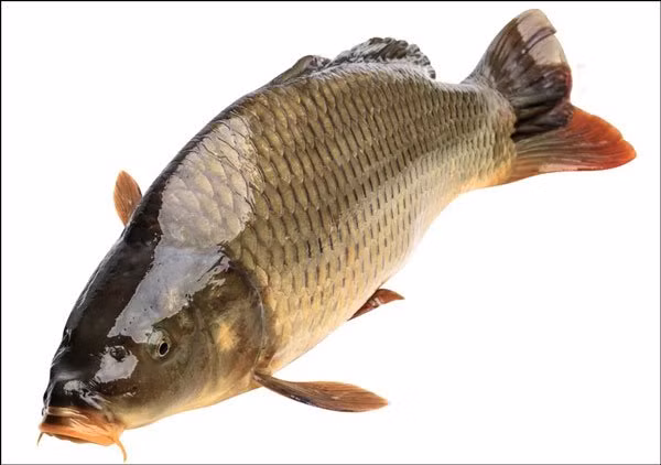 Di cho mua ca nho nhin ki diem nay de chon dung con ca tuoi ngon