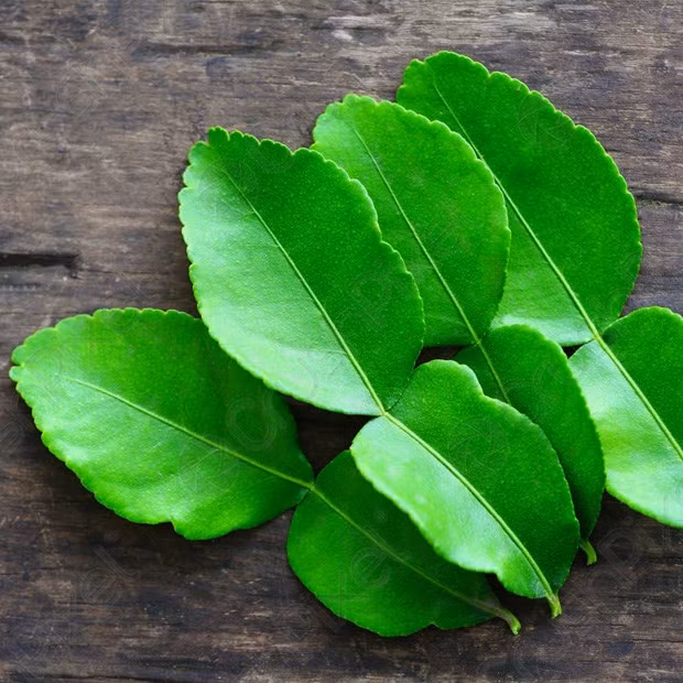 Tuy nhiên, người Việt chúng ta thường chú ý đến quả chanh hơn lá chanh. Nông dân Việt hiếm khi coi lá chanh là một trong những nguồn thu nhập.