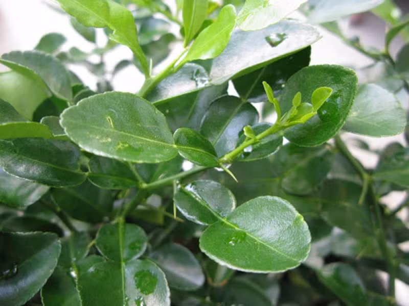 Ở nhiều nơi, lá chanh được bán với giá "rẻ như cho" ở ngoài chợ. Khi được trao đổi trên thị trường như một loại gia vị, giá lá chanh bán tại vườn giá chỉ từ 20.000 đồng/kg.