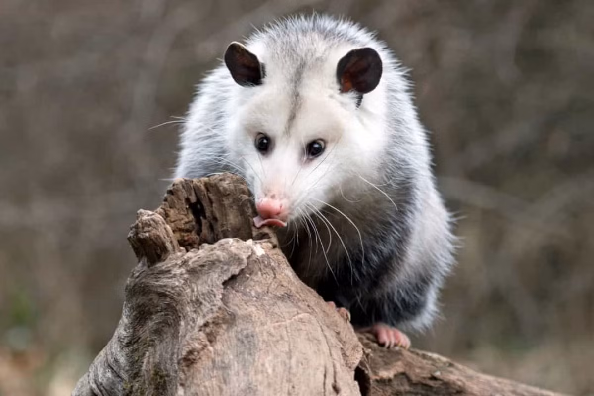 Chồn Opossum cũng là một loài động vật thích ngủ khi chúng có thể ngủ từ 18 - 20 tiếng/ngày.