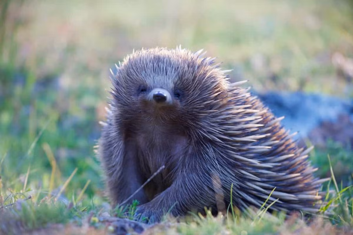 Thú lông nhím (Echidna) di chuyển rất chậm chạp và ngủ khoảng 12 tiếng/ngày. Là loài động vật có vú nhưng chúng có thân nhiệt thấp và không thể đổ mồ hôi.