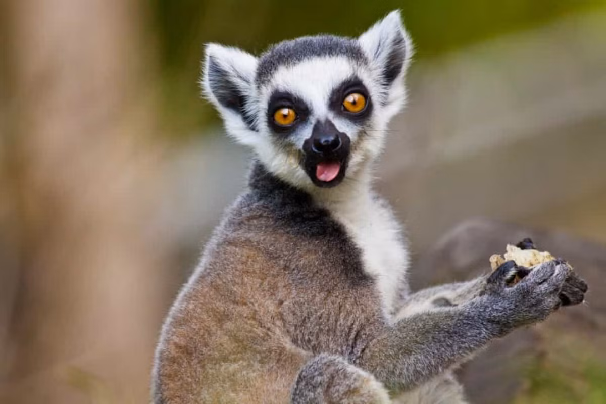 Những con vượn cáo đuôi vòng rất nhỏ bé nhưng chúng ngủ tới 16 tiếng/ngày và dành phần thời gian thức để ở một mình và ăn.