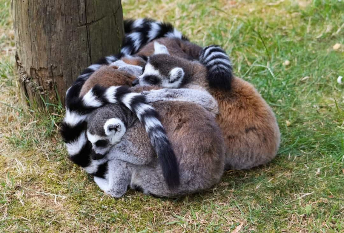 Những con vượn cáo đuôi vòng không phải loài vật lười biếng nhất nhưng chúng đáng yêu nhất khi trở nên lười biếng. Khi đến lúc cần phải ngủ, những con vượn cáo đuôi vòng sẽ cuộn tròn và ôm lấy nhau ngủ.