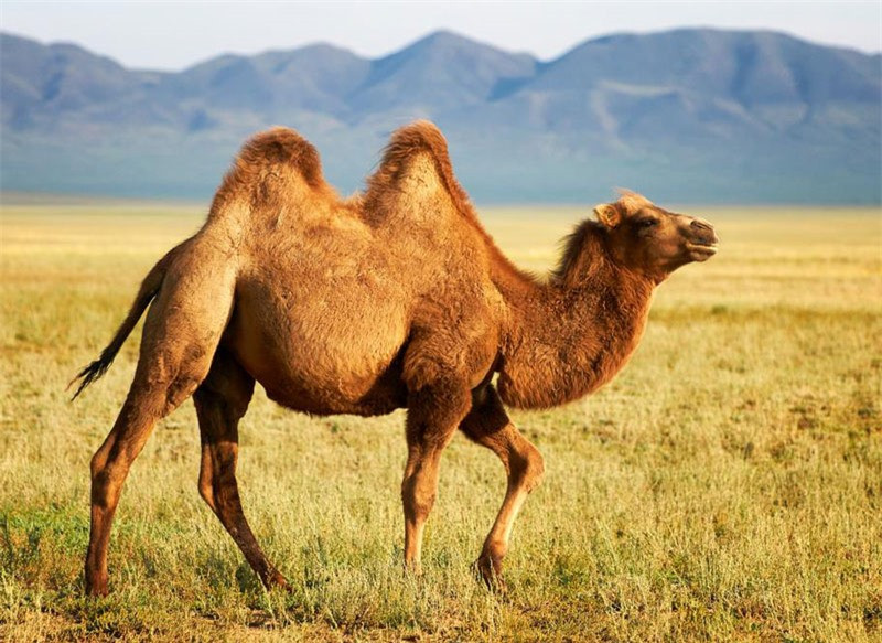 7. Lạc đà hai bướu. Động vật guốc chẵn lớn, có nguồn gốc từ vùng thảo nguyên của khu vực Đông Á. Lạc đà hai bướu trưởng thành có chiều cao trên 2m và cân nặng trên 725kg. Chúng có bộ râu dài chừng 25cm.