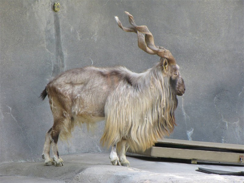 9. Sơn dương Markhor. Loài dê lớn hoang dã sinh sống ở một số quốc gia châu Á. Sơn dương Markhor có chiều cao 65-115cm, nặng từ 32-110kg. Chúng có chòm râu dài mọc xuống cổ.