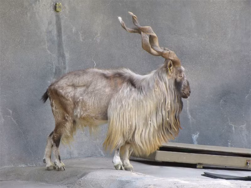 9. Sơn dương Markhor. Loài dê lớn hoang dã sinh sống ở một số quốc gia châu Á. Sơn dương Markhor có chiều cao 65-115cm, nặng từ 32-110kg. Chúng có chòm râu dài mọc xuống cổ.