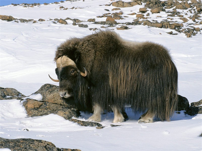 2. Bò xạ hương. Là loài động vật có vú duy nhất trong chi Ovibos thuộc họ Trâu bò sống ở Bắc Cực. Bò xạ hương có chiều cao từ 1,1-1,5m, dài 1,35-2m. Bò xạ hương có bộ râu và lông dày và dài.
