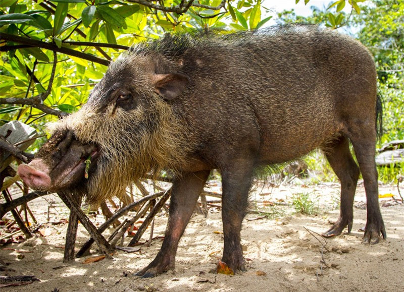 3. Lợn râu Borneo. Là loài lợn thuộc họ lợn. Nó có bộ râu nổi bật, đôi khi có tua trên đuôi. Nó được tìm thấy trong khu vực Đông Nam Á, Sumatra, Borneo, bán đảo Mã Lai, và nhiều đảo nhỏ, nơi nó sống ở rừng nhiệt đới và rừng ngập mặn.