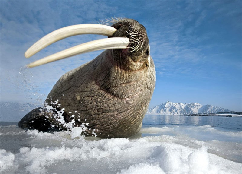 4. Hải mã (Moóc). Là loài động vật biển có sự phân bố không liên tục ở Bắc Cực. Hải mã có đặc điểm dễ nhận dạng là ngà và râu. Con đực trưởng thành có thể nặng hơn 1.700kg.